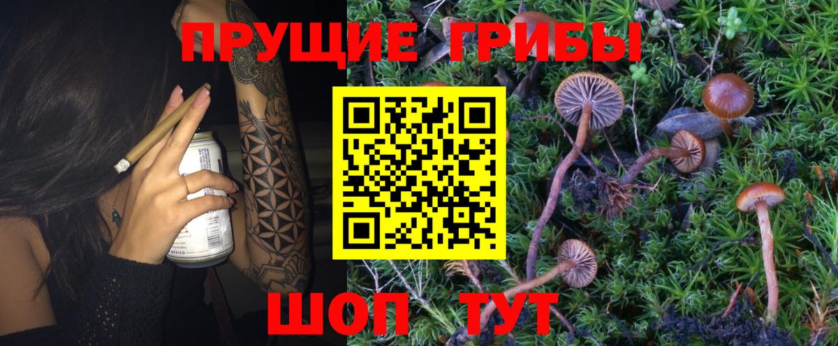 Псилоцибиновые грибы MAGIC MUSHROOMS  Галлюциногенные грибы Psilocybe  Ржев  Вход с VPN 